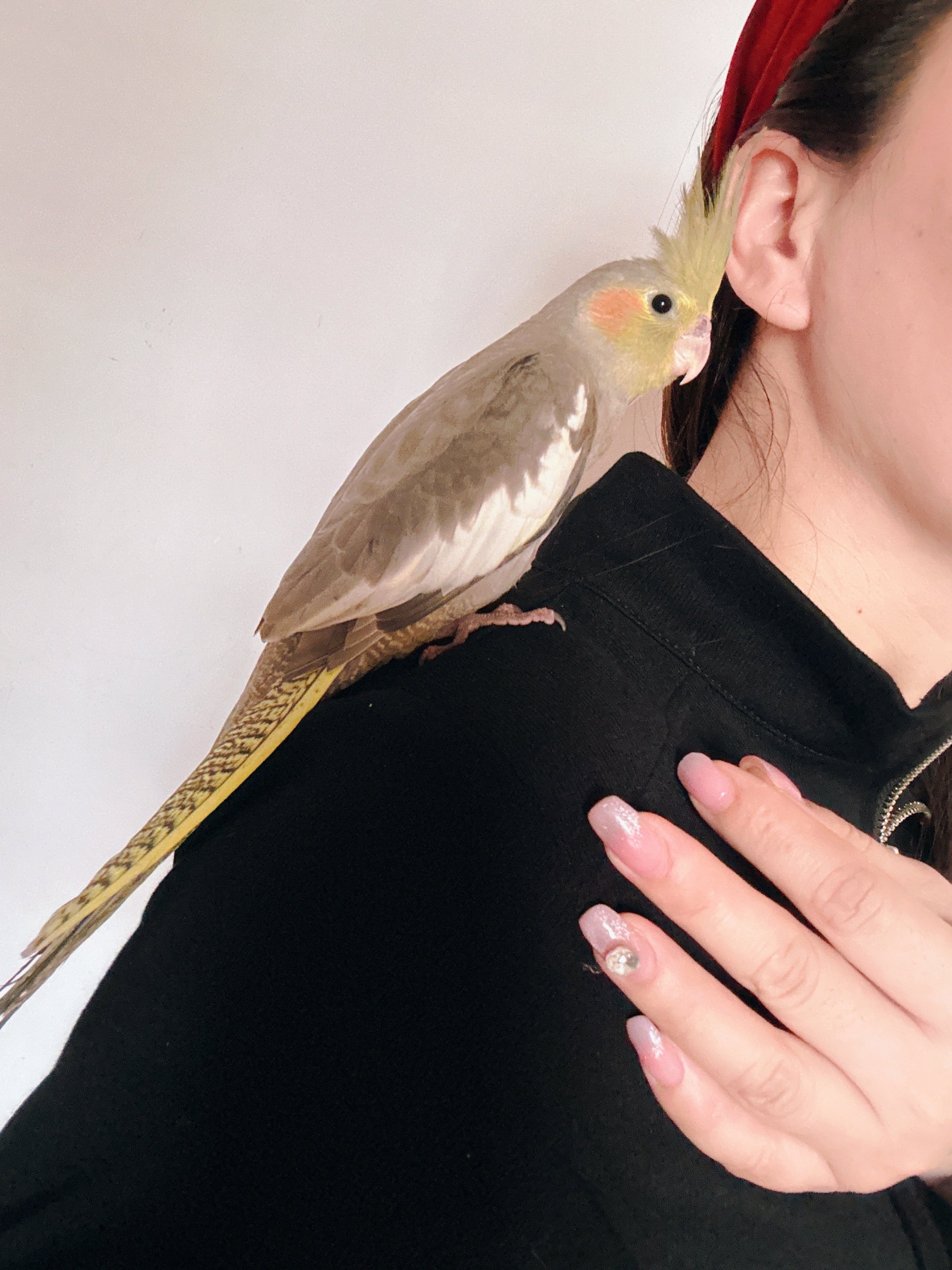 玄凤鹦鹉活体会学说话手养宠物黄化玄凤一对可繁殖鸟活物鹦鹉活鸟