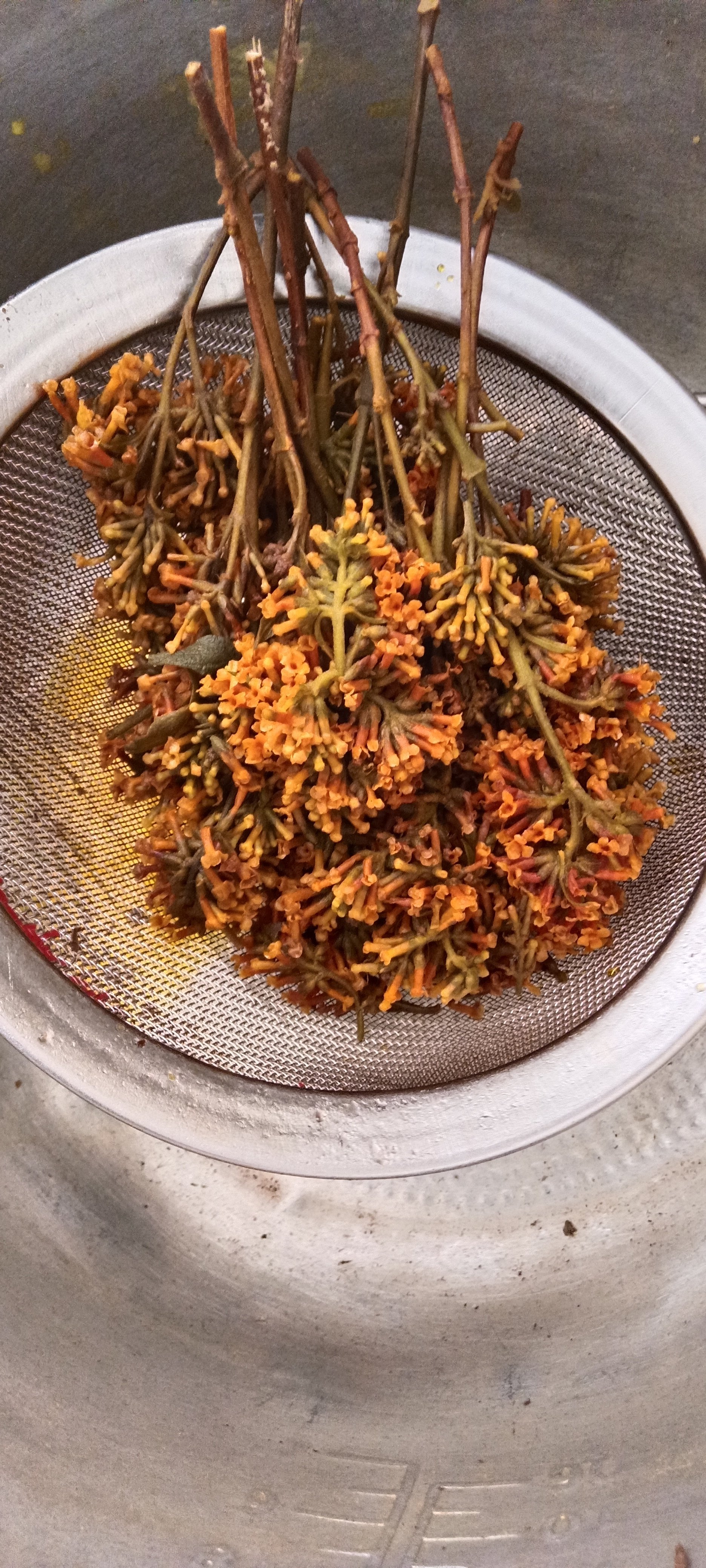 2025黄饭花野生密蒙花新鲜花迈花麦五色糯米饭染料染饭花50g包邮