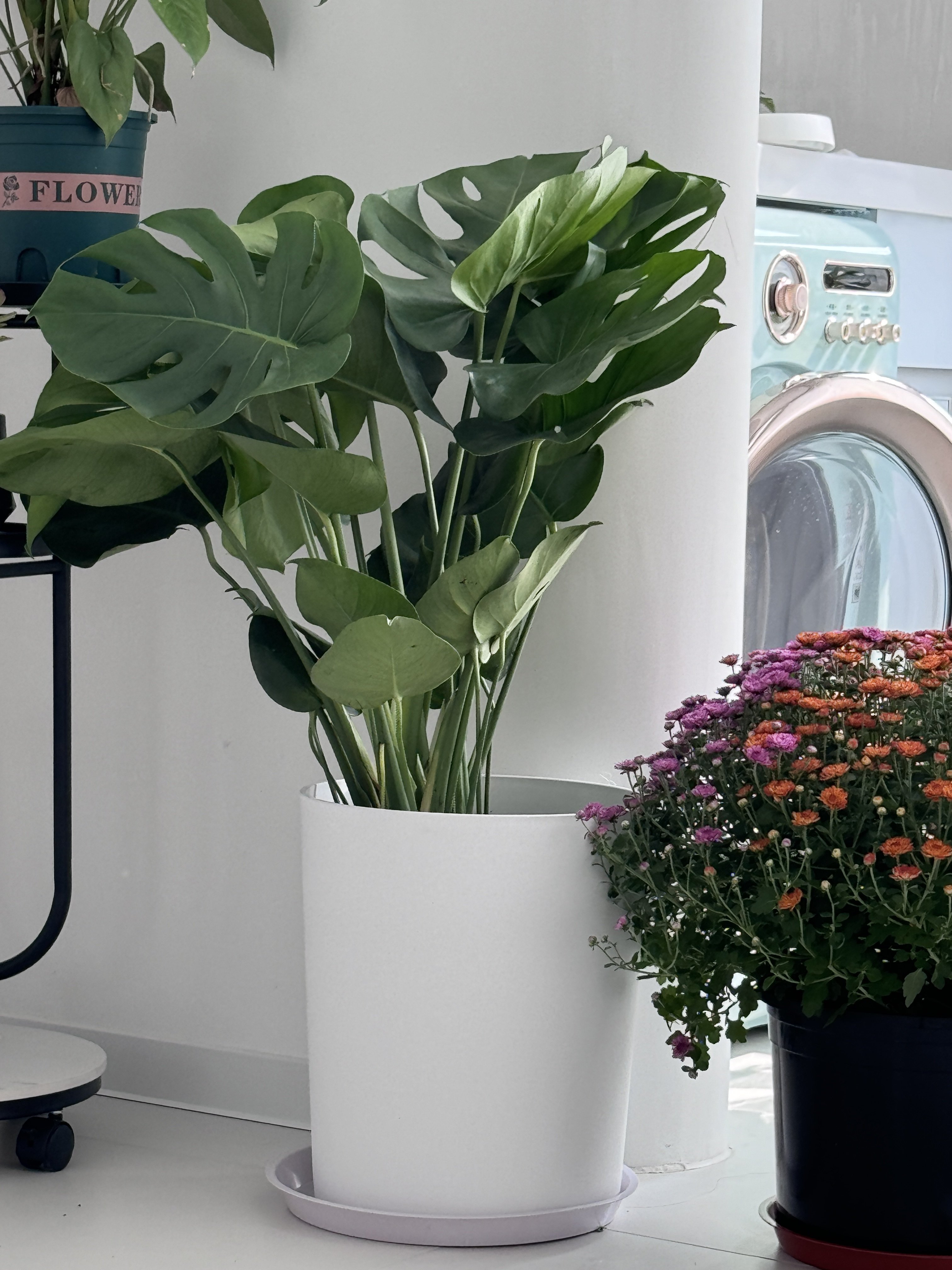 大叶龟背竹客厅大盆栽老桩植物室内大型绿植落地大花盆水培好养活