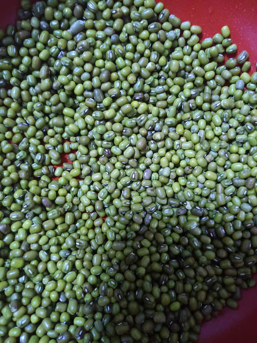 500g东北农家小绿豆 一斤新鲜绿豆 消暑五谷杂粮粗粮 煮粥 糖水