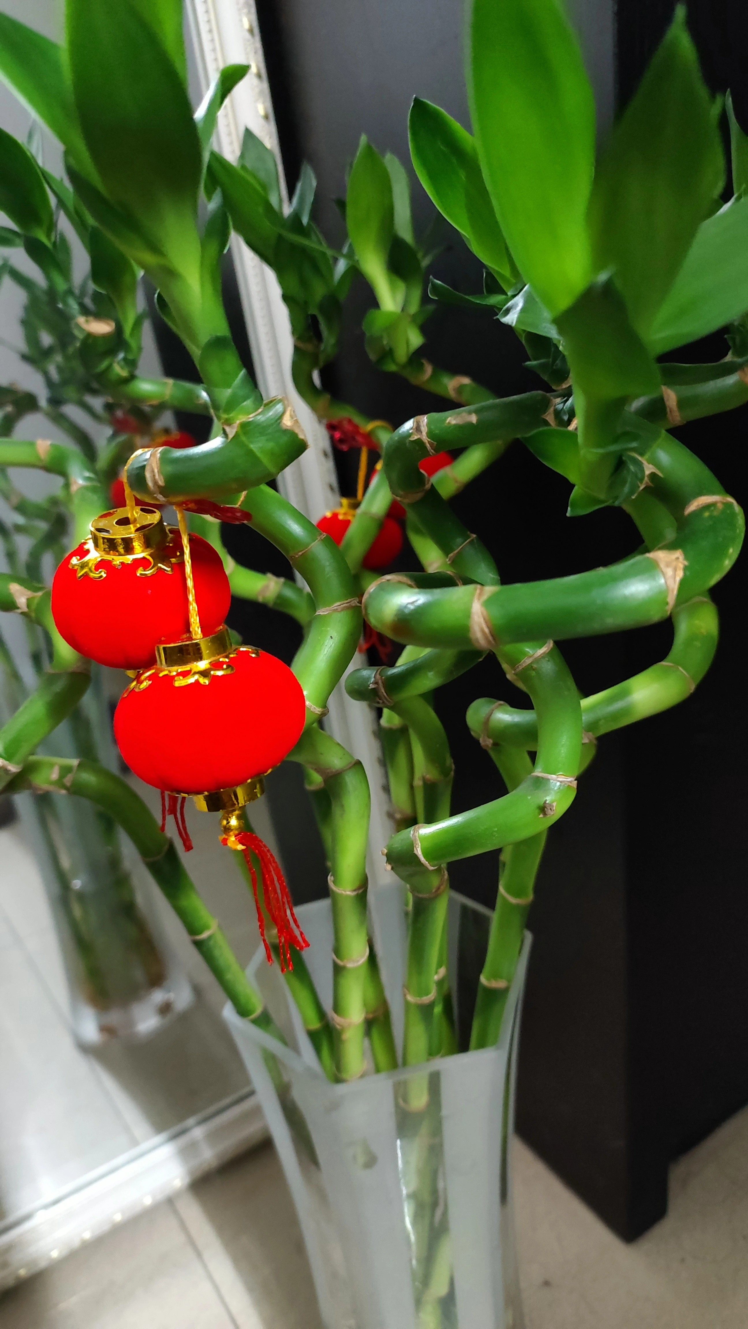 带根水养植物盆栽客厅弯竹转运竹招财水培绿植