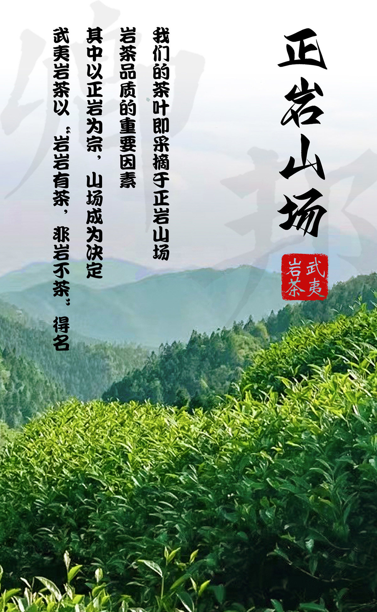 【一箱/500克】正岩肉桂散茶武夷山岩茶乌龙茶礼盒装2