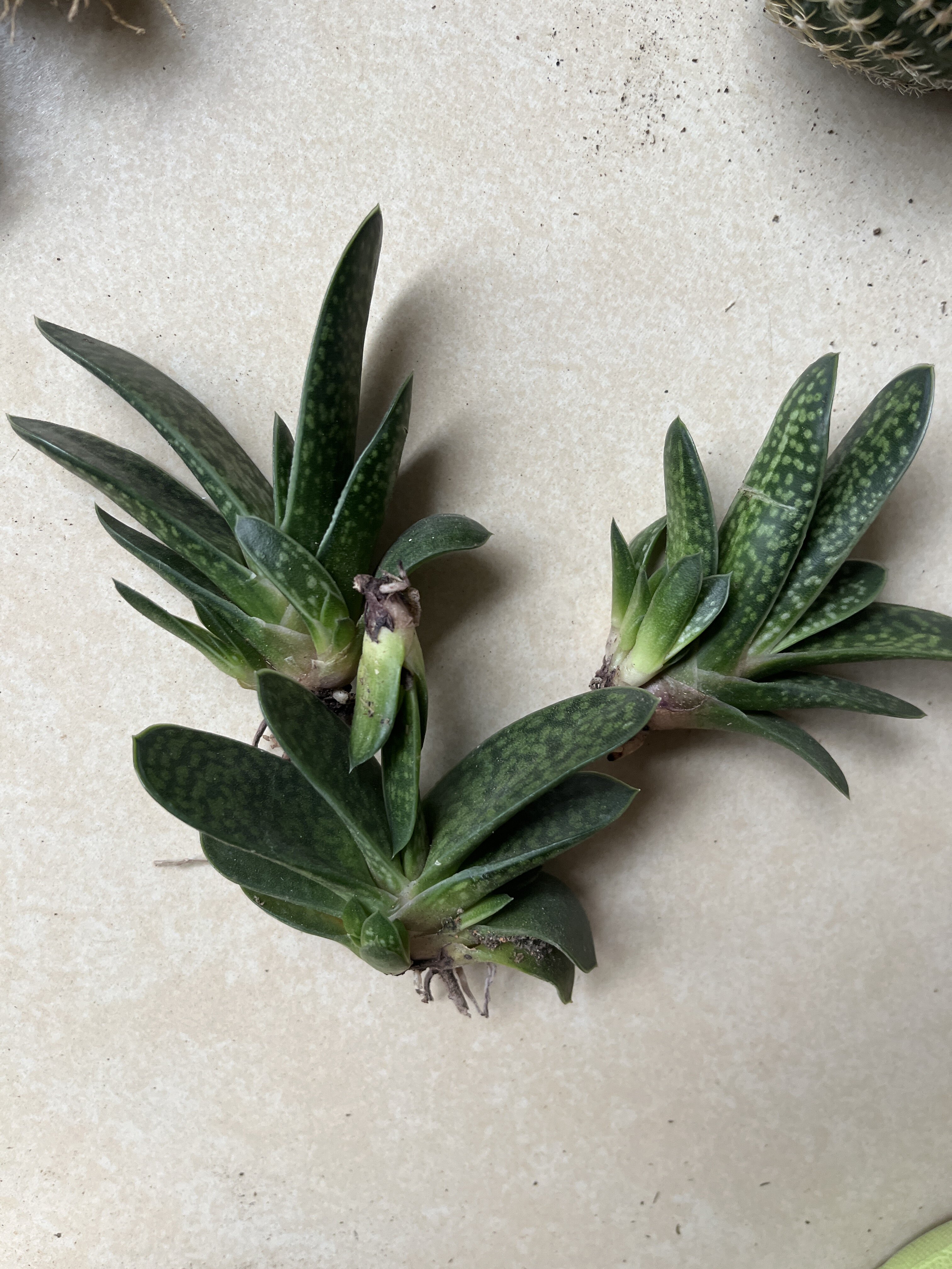 花田舍 子宝多肉植物趣味元宝小盆栽 办公室招财防辐射小盆栽绿植