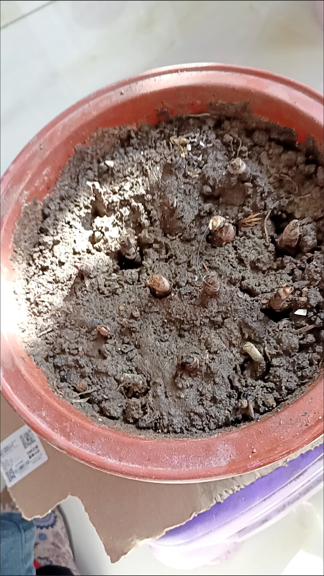 葱兰花苗韭兰风雨兰种球花卉葱莲多年生耐寒四季播种庭院绿化花苗