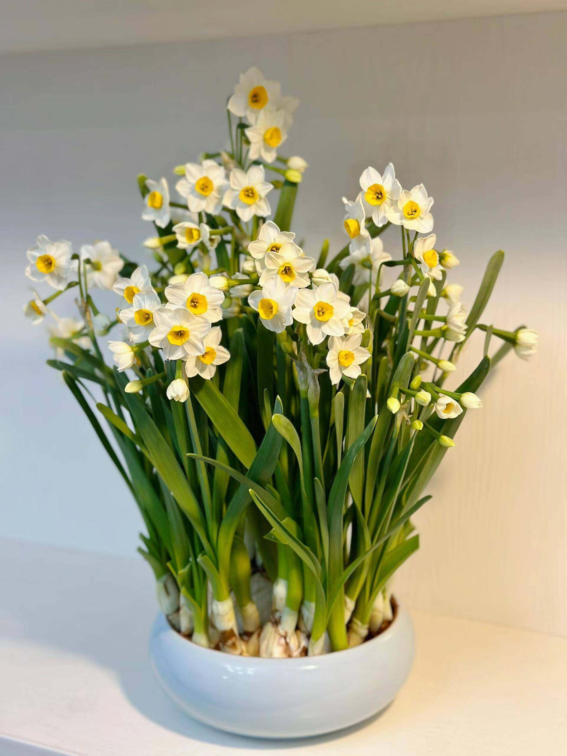 水仙花种球带芽大球漳州水仙重瓣土培洋水仙室内盆栽水养花卉植物