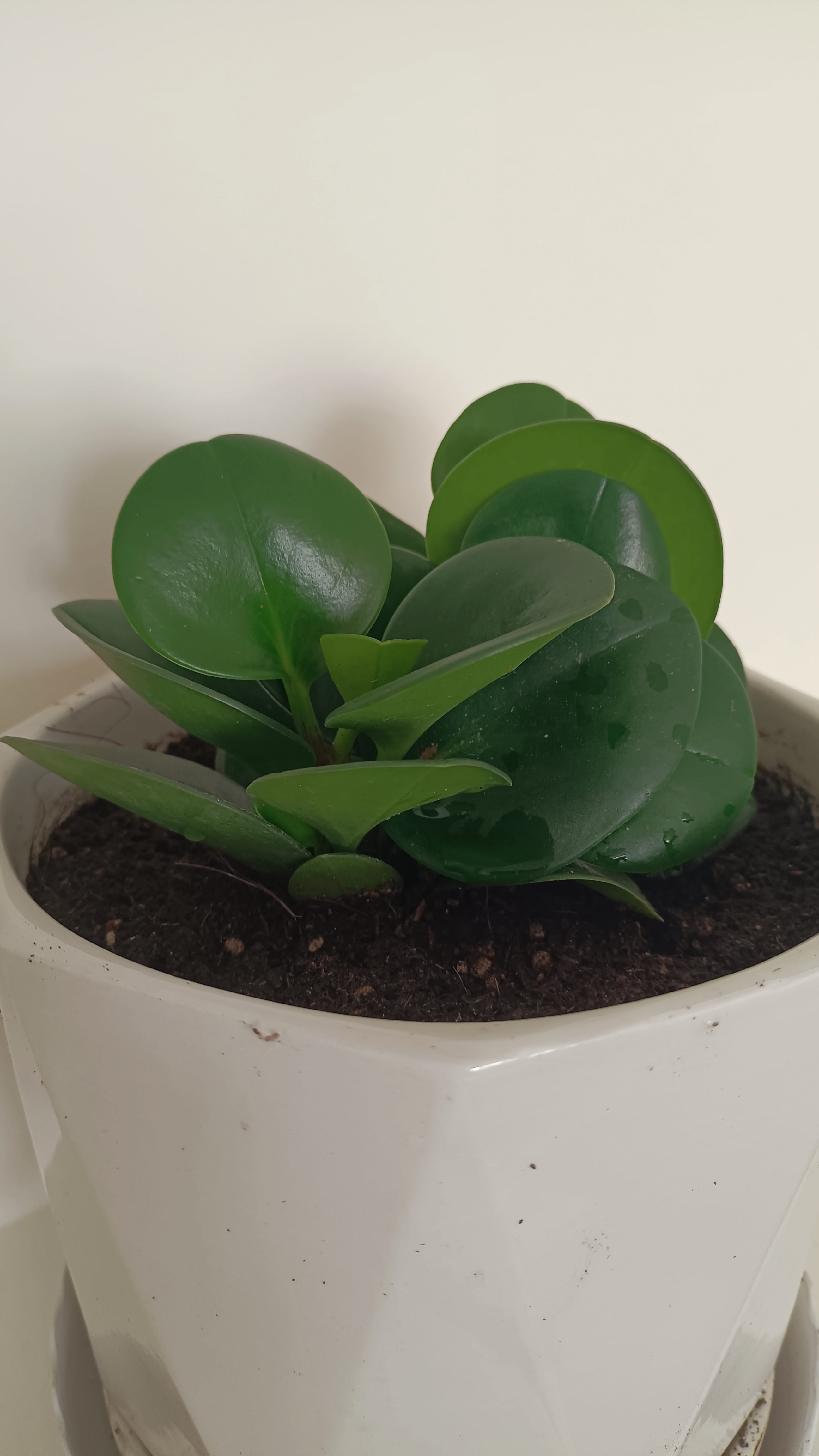 豆瓣绿碧玉盆栽绿植室内客厅四季常青净化空气好养电脑桌面小宝贝