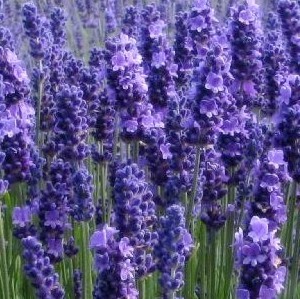 彩包6 F01 狭叶薰衣草]耐寒熏衣香草花种子泡茶精油等待爱情清雅