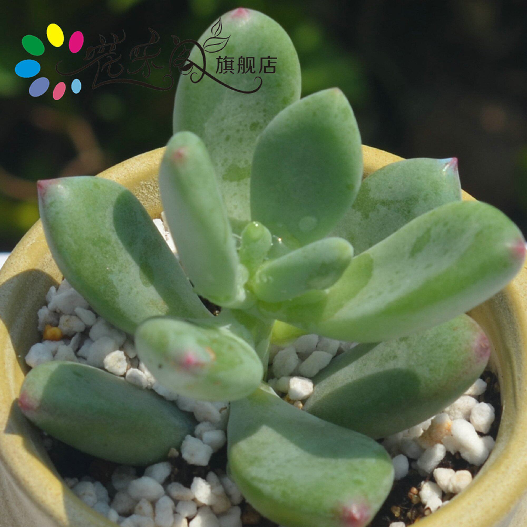 多肉植物 青星美人 室内盆景办公室植物盆栽 花卉 防辐射吸甲醛