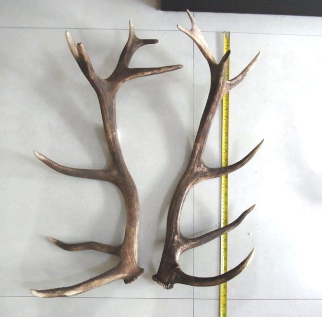 整枝马鹿角原料 鹿角装饰摆件工艺品材料