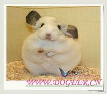 Pet Shipping Pet Shipping Shipping Pet Chinchilla from Hong Kong to Shenzhen