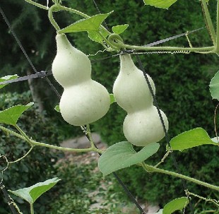 吉祥 小亚葫芦 小巧玲珑 宝贝小葫芦 观赏葫芦, 吉祥植物花种子