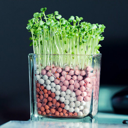 桌面迷你陶碳球种植负离子植栽心形草办公室盆栽(6款可选)