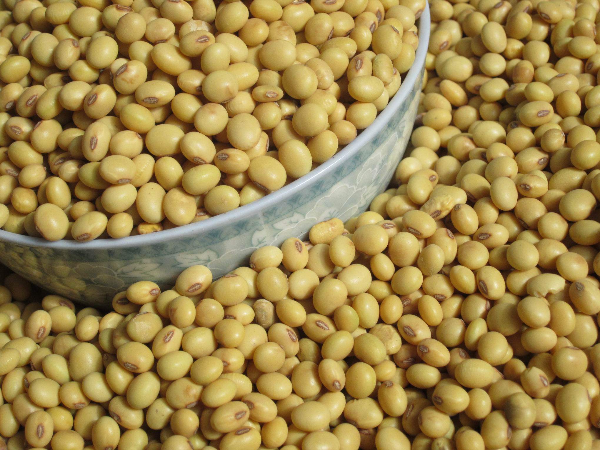 巴马特产小黄豆 植物肉大豆绿色的乳牛 小粒椭圆型老品种非转基因