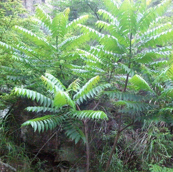 野生苦木 土樗子 苦皮树 苦胆木 苦木晓根