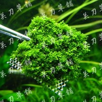 Coral Moss 5 * 5cm Planting Plate Aquatic Water Grass Guan Knife Grass Paved by the middle of the familys full water