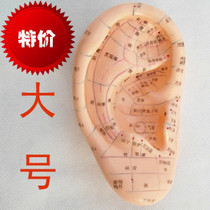 18cm Large Number Ear Massage Model Acupuncture Ear Mold Ear Acupoint (Ministry) Reflex Zone Model Standard Ear Acupoints