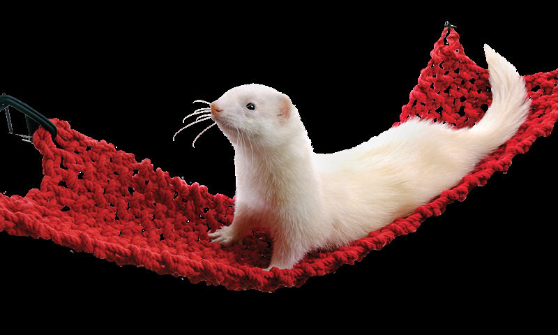 玛雪儿雪貂 安格鲁安哥鲁 宠物貂 貂适用吊窝 专用海盗网吊床