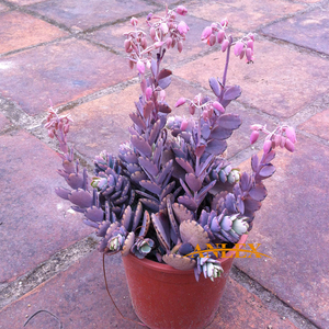 Anlex园艺 多肉肉植物批发 玉吊钟 老桩含花苞