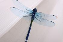 Curtain accessories Curtain pin decoration dragonfly simulation dragonfly pair cut fresh stone calamus villa decoration