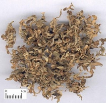 Herbal tea genkhuahua alias: Coriander flower wild lilac flower