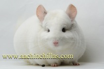 Race level chinchas imported competition level chinchas baby pink brother