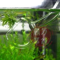 Water outlet NAG-aqua music glass in and out of water poppy shape 16 22 pipe diameter 2mm ultra-thick version