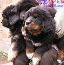 Qinghai Yushu Four-eyed young mastiff with fur wide mouth is about 30 centimeters high for two months