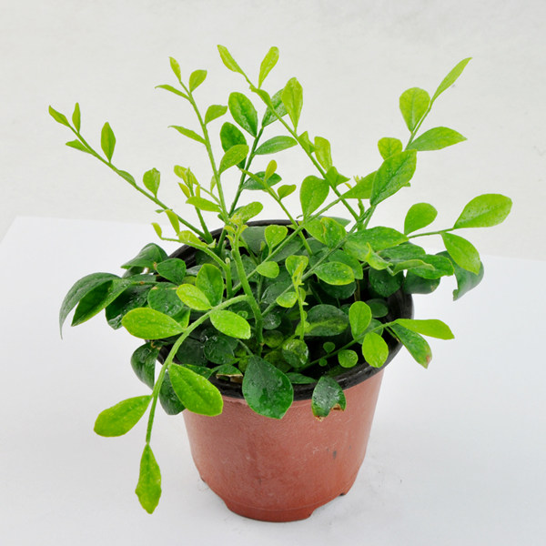 桌面小盆栽花木九里香小苗盆栽室内客厅植物花卉盆景室内盆栽