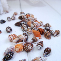 Sea conch shell of Sami snail 200 home floor wall sticker layout