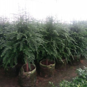 庭院南方北方红豆杉紫杉树盆栽红豆杉盆景客厅