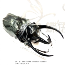 Butterfly language true insect worm specimen Gao Casas Nanyang big hole worm rhinoceros experimental collection