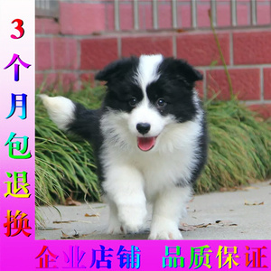 上海 七百到位 通围脖高智商 边境牧羊犬 黑白色