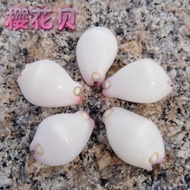 Natural conch shell cherry blossom fish tank decoration small conch handicraft class material floor wall stickers decoration ornaments