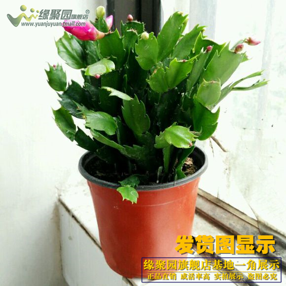 蟹爪兰花苗仙人掌蟹爪莲室内花卉兰花君子兰蝴蝶兰绿植物盆栽盆景产品展示图5