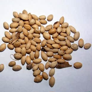 批发新采樱花种子日本樱花山樱种子草樱种子草樱花种子发芽率极高