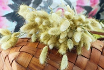 (Rabbit Tail Grass) Large beam pure natural rabbit tail grass dried flower bouquet field dog tail grass true flower air-dried evergreen flowers