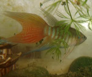 中国斗鱼普叉 壮家叉 野生靖西叉一条 全长9-1