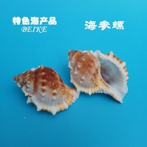 10 yuan 2 natural shells sea snails sea cucumbers snails 5-6 cm fish tank landscaping decoration shellfish hermit crabs