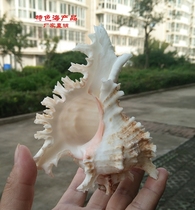 Natural shell conch fish tank landscaping shooting props roll shellfish hermit crab white unicorn sea snail gift