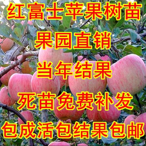 盆栽红富士矮化苹果苗地栽嫁接果树苗红肉苹果