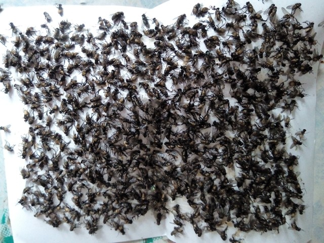 达豪苍蝇贴粘蝇纸粘苍蝇蚊虫胶家用灭苍蝇药粘蝇板捕蝇灭蝇纸强力