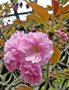 樱花树苗 日本樱花 嫁接樱花苗 早樱 晚樱 重瓣樱花当年开花