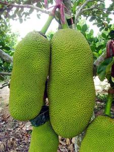 马来西亚6号菠萝蜜苗 菠萝蜜树苗 果树苗 果苗