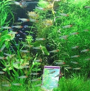 济南红鼻剪刀鱼活体 草缸群游首选 灯科鱼 热带