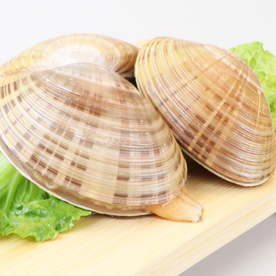黄金贝海鲜水产鲜活大蛤蜊250g鲜贝壳类烧烤食材新鲜贝类