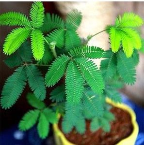 含羞草 盆栽花卉新奇花草 含羞草盆栽 一碰就害