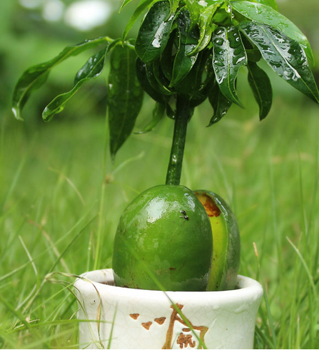 盆栽花卉 植物绿元宝 招财进宝 吸辐射 桌面盆景 元宝树 开心果