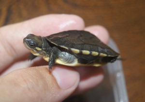 龟 宠物龟 中华草龟 2015头苗 南石金钱龟苗优