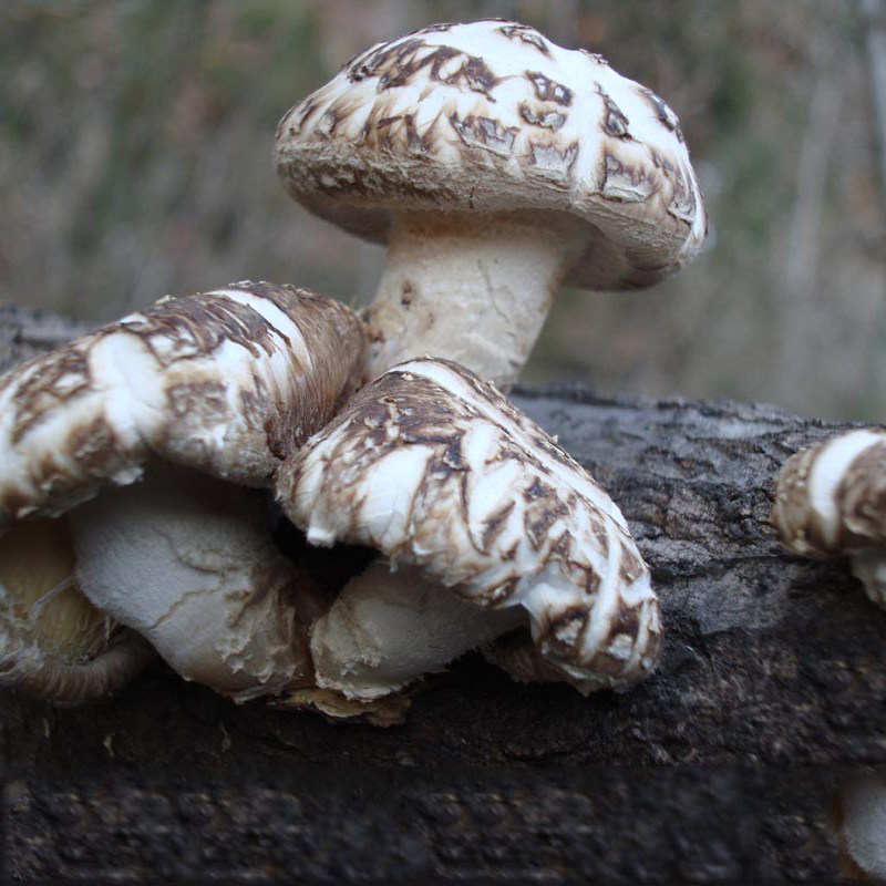 三山驴友 秦岭野生花菇 青川小花菇 舌尖上的花菇 椴木野生