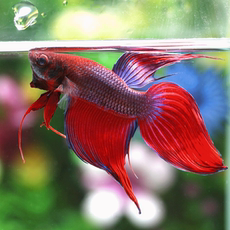 马尾斗鱼_马尾斗鱼【价格 图片】_淘宝网马尾斗鱼_淘宝网